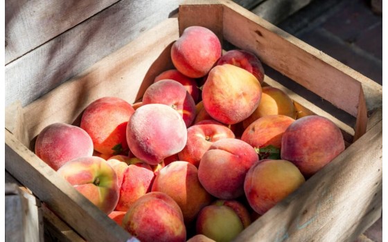 Сонячний смак персика у вашому власному саду